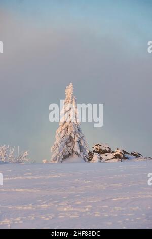 Scrigni norvegesi (Picea abies) all'alba in inverno, Berg Arber, Foresta Bavarese, Baviera, Germania Foto Stock