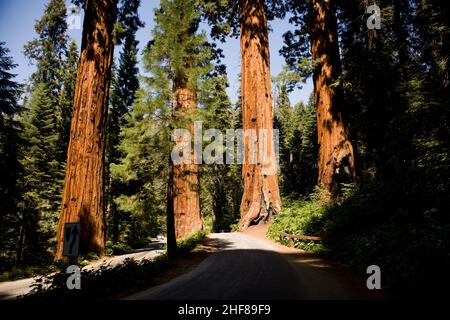 I famosi grandi alberi di sequoia si trovano nel Parco Nazionale di Sequoia, nell'area del villaggio gigante, nei grandi e famosi alberi di sequoia, negli alberi di mammmmut Foto Stock