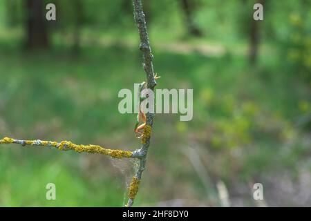 La rana verde - Hyla arborea - siede su un ramo di albero vicino a uno stagno nel suo habitat naturale. Foto di natura selvaggia. Foto Stock