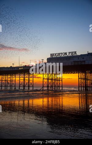 Starling Murmuration sopra il molo di Brighton su una bassa marea con uno splendido tramonto Foto Stock