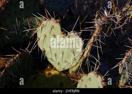 Cuscinetto di cactus a forma di cuore in pera di ceci Foto Stock