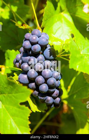 L'uva prospera bene alla parete domestica a causa del sole e della calda Foto Stock