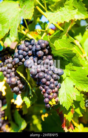 L'uva prospera bene alla parete domestica a causa del sole e della calda Foto Stock