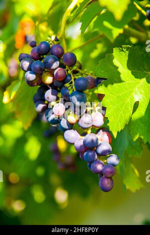 L'uva prospera bene alla parete domestica a causa del sole e della calda Foto Stock