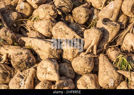 acri con barbabietole da zucchero dopo la raccolta in luce dorata e bei paesaggi Foto Stock