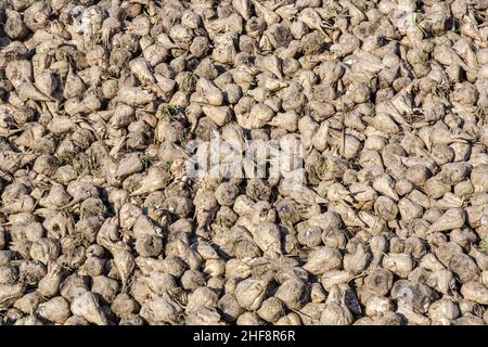 acri con barbabietole da zucchero dopo la raccolta in luce dorata e bei paesaggi Foto Stock