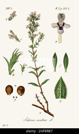 Satureja montana - Deutschlands flora in abbildungen nach der Europa - vol. 20 - t. 17. Foto Stock