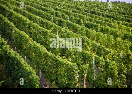 Vigneti di colline del fiume Mosel edge in estate con uve fresche Foto Stock