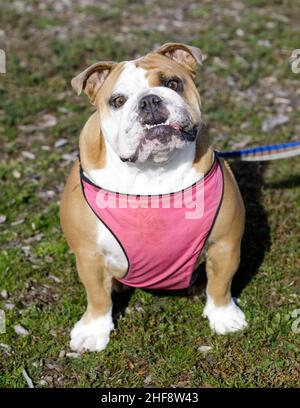 2-Year-Old Fawn femmina inglese Bulldog Puppy seduta e guardando la macchina fotografica. Parco per cani nella California settentrionale. Foto Stock