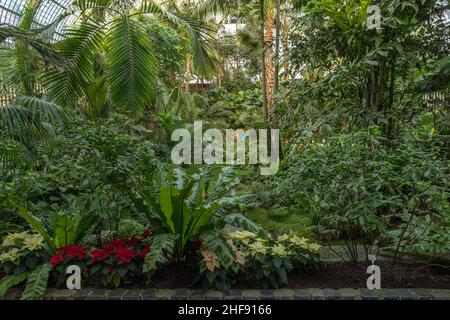 Piante esotiche nella storica Palmenhaus, Palmengarten a Francoforte sul meno Foto Stock