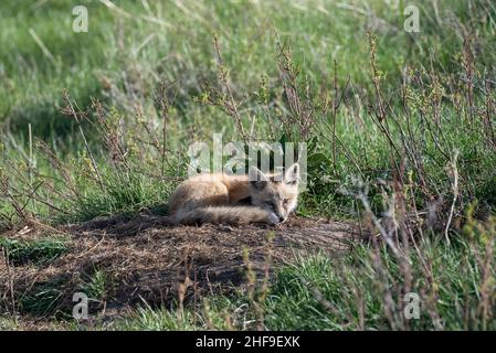 Fox kit, Iwetemlaykin state Heritage Site, Wallowa Valley, Oregon. Foto Stock