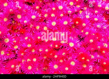 Delosperma cooperi (syn. Mesembrianthemum cooperi), la pianta posteriore di Iceplant, pianta di ghiaccio dura o tappeto rosa è una pianta perenne nana originaria del sud A. Foto Stock