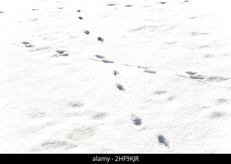piedi di animali nella neve Foto Stock