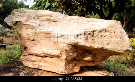 Legno fossile, legno pietrificato sono fossili di legno che si sono trasformati in pietra attraverso il processo di permineralizzazione. Foto Stock