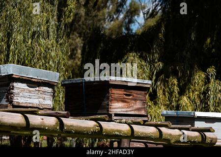 Le api da miele volano davanti al loro alveare di legno. Foto Stock