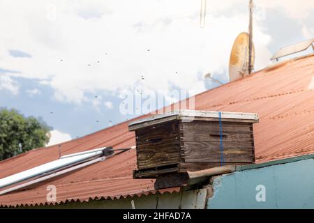 alveari di ape sul tetto della casa con uno sciame di api che volano di fronte ad esso. Foto Stock