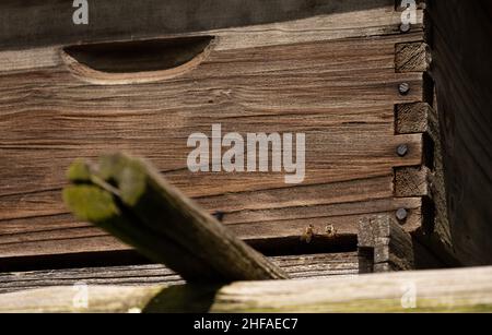 piccolo honeybee che sieping su un alveare di legno Foto Stock