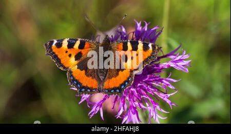 Primo piano di Aglais orticae farfalla seduta su fiore viola. Sfondo verde naturale con fuoco sfocato selettivo. Concetto estivo o primaverile. Foto Stock