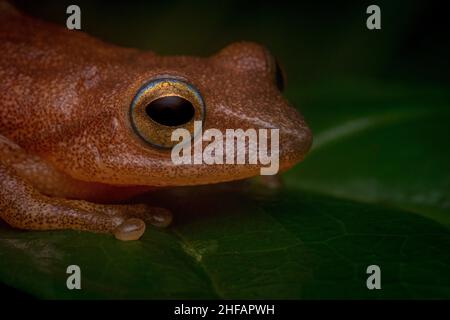 Primo piano ritratto di una rana giallastra Coorg (raorchestes luteolus) da Coorg Foto Stock