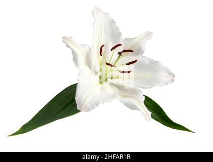 Primo piano di una bella ed elegante Lilium candidum giglio con verde isolato su sfondo bianco , ideale per risorse grafiche o carte Foto Stock