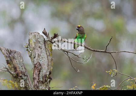 Ritratto di pappagallo di un Meyer su un posatoio pulito vicino al suo sito di nidificazione in un buco di albero Foto Stock