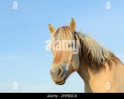 Fiordo norvegese cavallo Foto Stock
