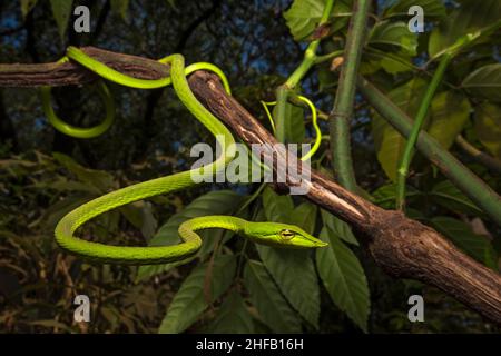 Un ritratto ad ampio angolo di un serpente comune di vino in habitat tipico Foto Stock