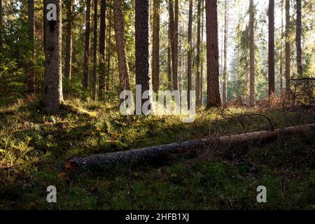 Luce pomeridiana nella foresta boreale autunnale in Estonia, Nord Europa. Foto Stock