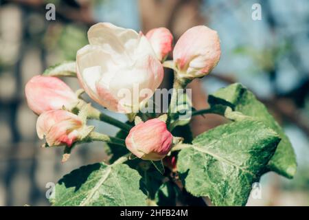 Primo piano dei germogli di apertura e fiori di un albero di mele. Tempo di fioritura Foto Stock