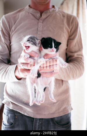 Uomo che tiene un gattini tra le braccia Foto Stock