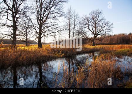 Grandi alberi di quercia durante un bellissimo tramonto accanto ad un piccolo fiume in una serata tardo autunno sul prato boscoso di Mulgi nel Parco Nazionale Soomaa. Foto Stock