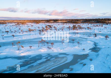 Torbiera con laghi di torbiera ghiacciati e piccoli pini durante un bellissimo tramonto con colori pastello nel Parco Nazionale Soomaa, Estonia. Foto Stock