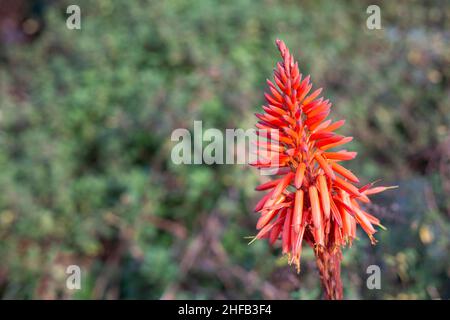 A la candelabra aloe (Aloe arborescens) è una specie di pianta succulenta perenne fiorente appartenente al genere Aloe Foto Stock