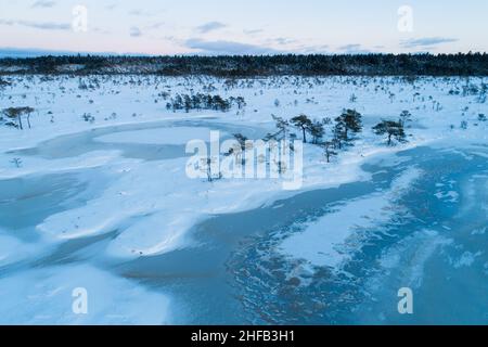 Torbiera con laghi di torbiera ghiacciati e piccoli pini in una serata buia nel Parco Nazionale Soomaa, Estonia. Foto Stock