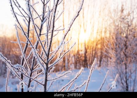 Piccolo albero ricoperto di fitta brina durante un'alba veramente fredda in Estonia, Nord Europa. Foto Stock