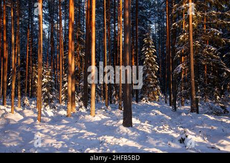 Una foresta di conifere veramente bella e innevata in una serata invernale in Estonia. Foto Stock