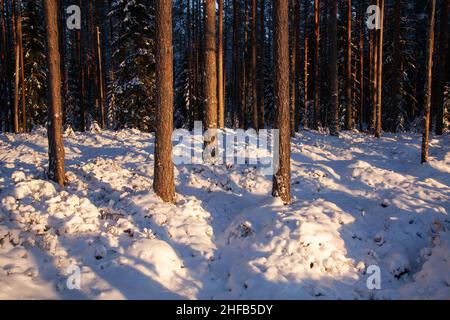 Una foresta di conifere veramente bella e innevata in una serata invernale in Estonia. Foto Stock