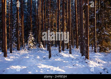 Una foresta di conifere veramente bella e innevata in una serata invernale in Estonia. Foto Stock