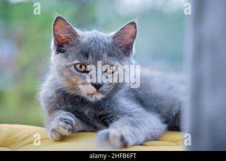 Ritratto di un bel gatto grigio con occhi gialli che guarda la macchina fotografica con alberi verdi sfocati sullo sfondo Foto Stock