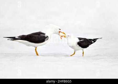 Due gabbiani meno neri sulla neve Foto Stock
