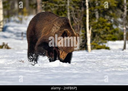 Orso sta cercando di trovare cibo sotto la neve e ghiaccio in primavera Foto Stock