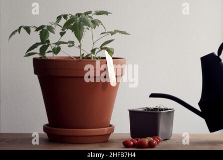 Concetto di coltivazione di pomodori biologici in casa - dalla semina alla raccolta. Annaffiatura può usato per innaffiare piantine di pomodoro. Pentola con pianta di pomodoro. Foto Stock