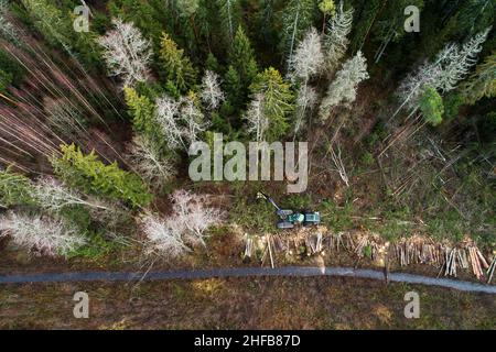 Antenna di una mietitrice di legno verde che abbattere alcuni alberi nella foresta di conifere estone. Foto Stock