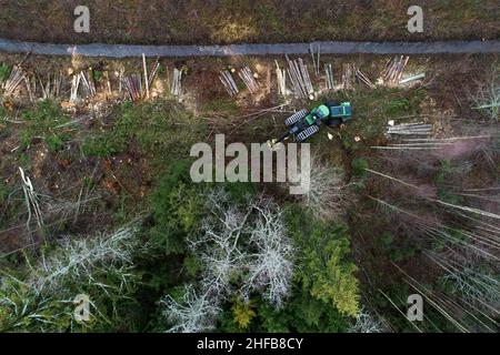 Antenna di una mietitrice di legno verde che abbattere alcuni alberi nella foresta di conifere estone. Foto Stock