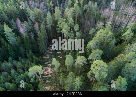 Antenna di una mietitrice di legno verde che abbattere alcuni alberi nella foresta di conifere estone. Foto Stock