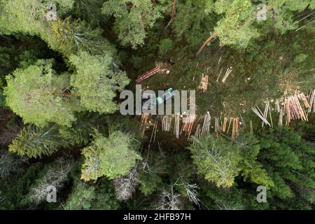 Antenna di una mietitrice di legno verde che abbattere alcuni alberi nella foresta di conifere estone. Foto Stock