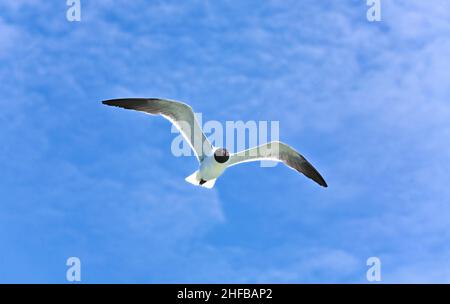 scafi volanti sull'oceano Foto Stock