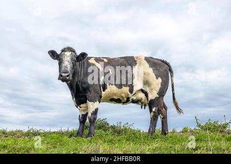 Mucca a doppio uso, latticini e carni bovine nei Paesi Bassi, in piedi su erba verde in un prato, pascolo, sullo sfondo un cielo blu. Foto Stock