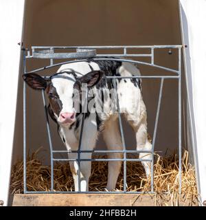 Carino vitello in una penna, un vitello bianco di plastica con una recinzione, su paglia e con sole Foto Stock