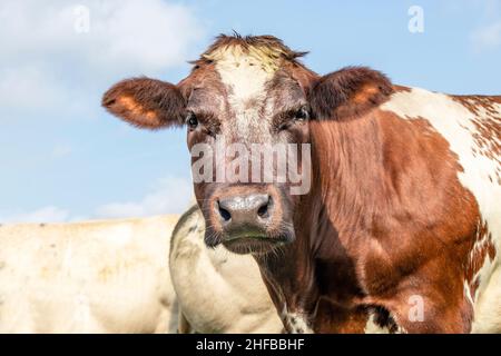 Mucca doppia funzione, latte e carne bovina nei Paesi Bassi, ritratto di un bovino rosso maturo e calmo, espressione amichevole e calmo, uno sfondo cielo Foto Stock